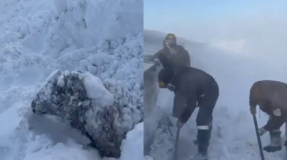Батыс Қазақстанда қойлар тірідей қарға көміліп, үсіп өлді