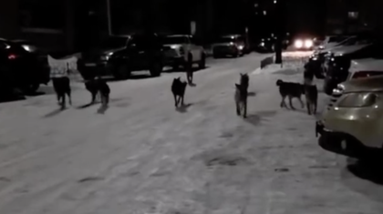 Өскеменде қаңғыбас иттер қаптап кеткен