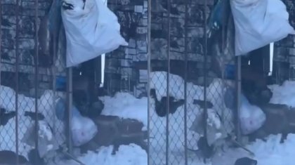 Семей көшелерін жаппай тышқан қаптады