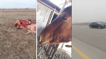 Алматы облысында ұрылар қожалықтың жылқыларын атып өлтіріп, сойып әкеткен (ВИДЕО)