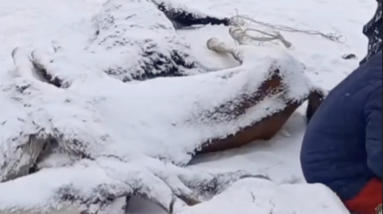 Батыс Қазақстанда жылқылар қырылып жатыр