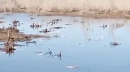 Қызылордада балықтар жаппай қырылып қалған