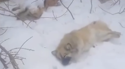 Ақтөбеде иттерді атып, өлексесін гараж маңына тастап кеткен