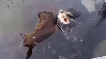 Атырауда қорық аумағында мал қырылды