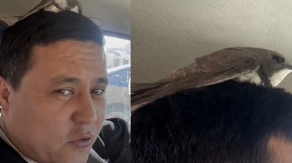 «Бақыт құсы қонды»: жүргізушінің басына қонған құс жұртты таңқалдырды (ВИДЕО)