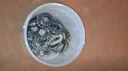 БҚО-да үйдің астынан 16 жылан шықты