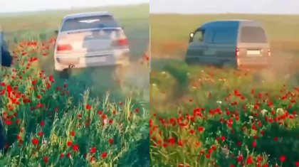 Табиғатқа қиянат: Көлікпен қызғалдақ алқабын таптағандар жұрттың ашуына тиді