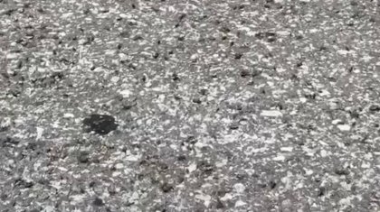 Қарағандыны шегіртке басты: Шаруалар алаңдаулы