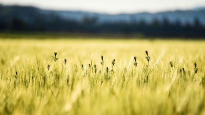 Еліміздің барлық дерлік өңірінде дауылды ескерту жарияланды