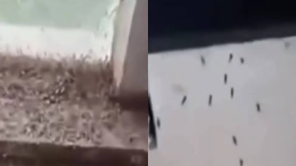 Павлодар өңірінде маса қаптады