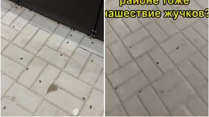 Ақтөбені қара қоңыз басты