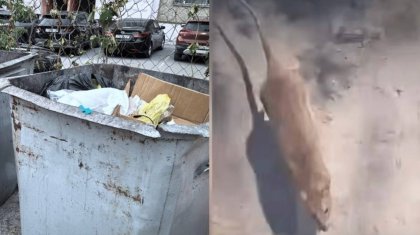 «Теміртауды егеуқұйрық жаулады»: Тұрғындар күрессіз қалды, әкімдік мәселені енді қолға алмақ