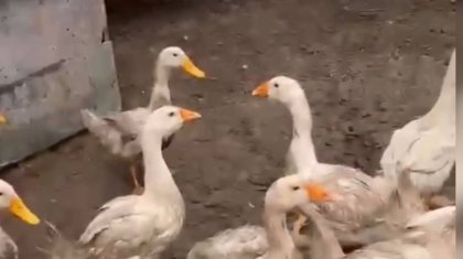 Балалар жүретін көшеде алабай бос жүр: Ақмола облысында иті үйректерді таланған иесі тек 43 мың теңге айыппұлмен құтылды