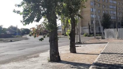 Семейде өсіп тұрған ағаштарды бетондап тастаған: тұрғындар әкімдіктен жауап күтеді