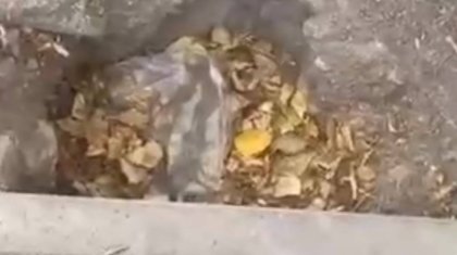 «Жөнделді» деген шұңқыр қайта опырылды: Теміртауда тұрғындар тротуардың жағдайына наразы