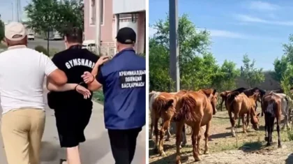 Шығын 25,4 млн теңге: Ақмола облысында әкесі мен ұлы 77 жылқы ұрлады деген күдікке ілінді