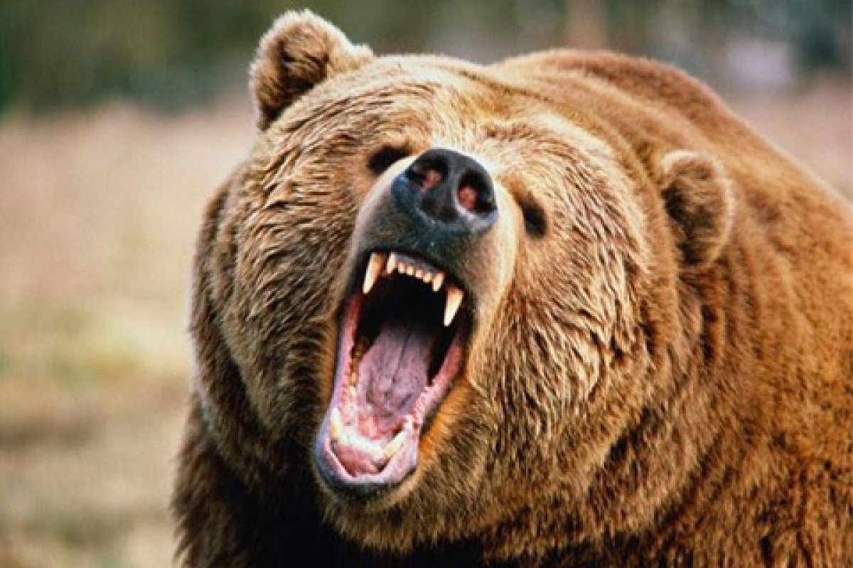 фото: realfacesofanimalrights.com