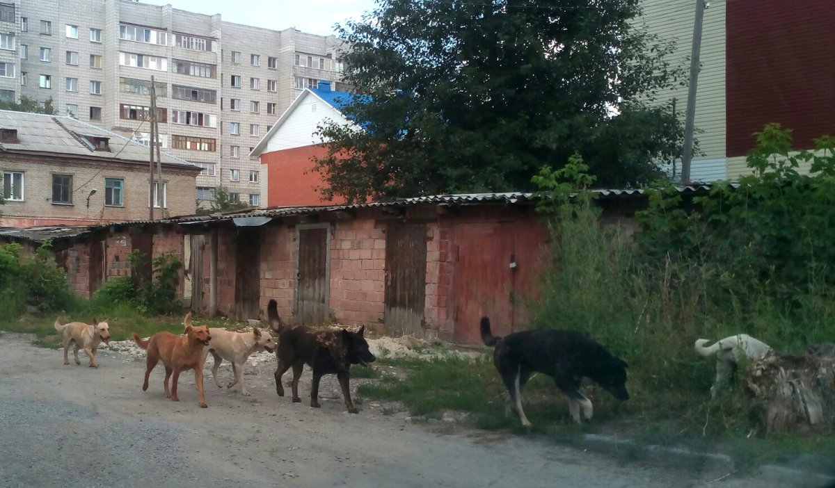 фото: wwm.ruw.vesiskiti