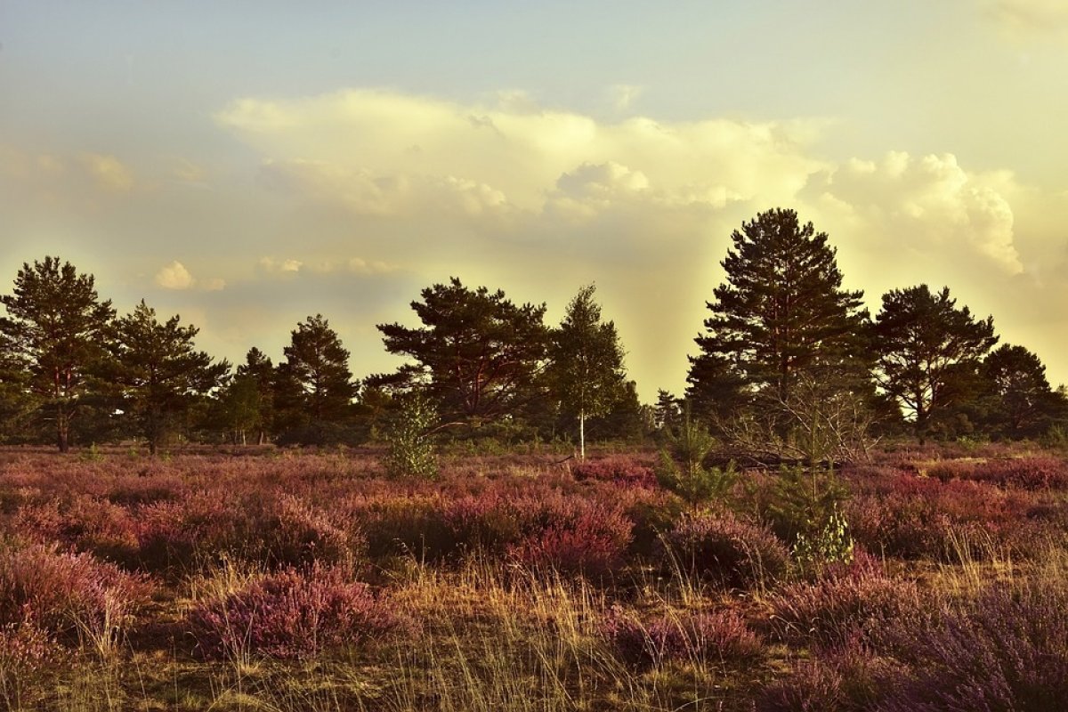 Фото: pixabay.com