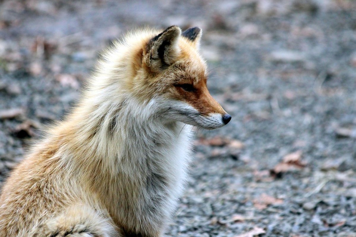 фото: pixabay.com