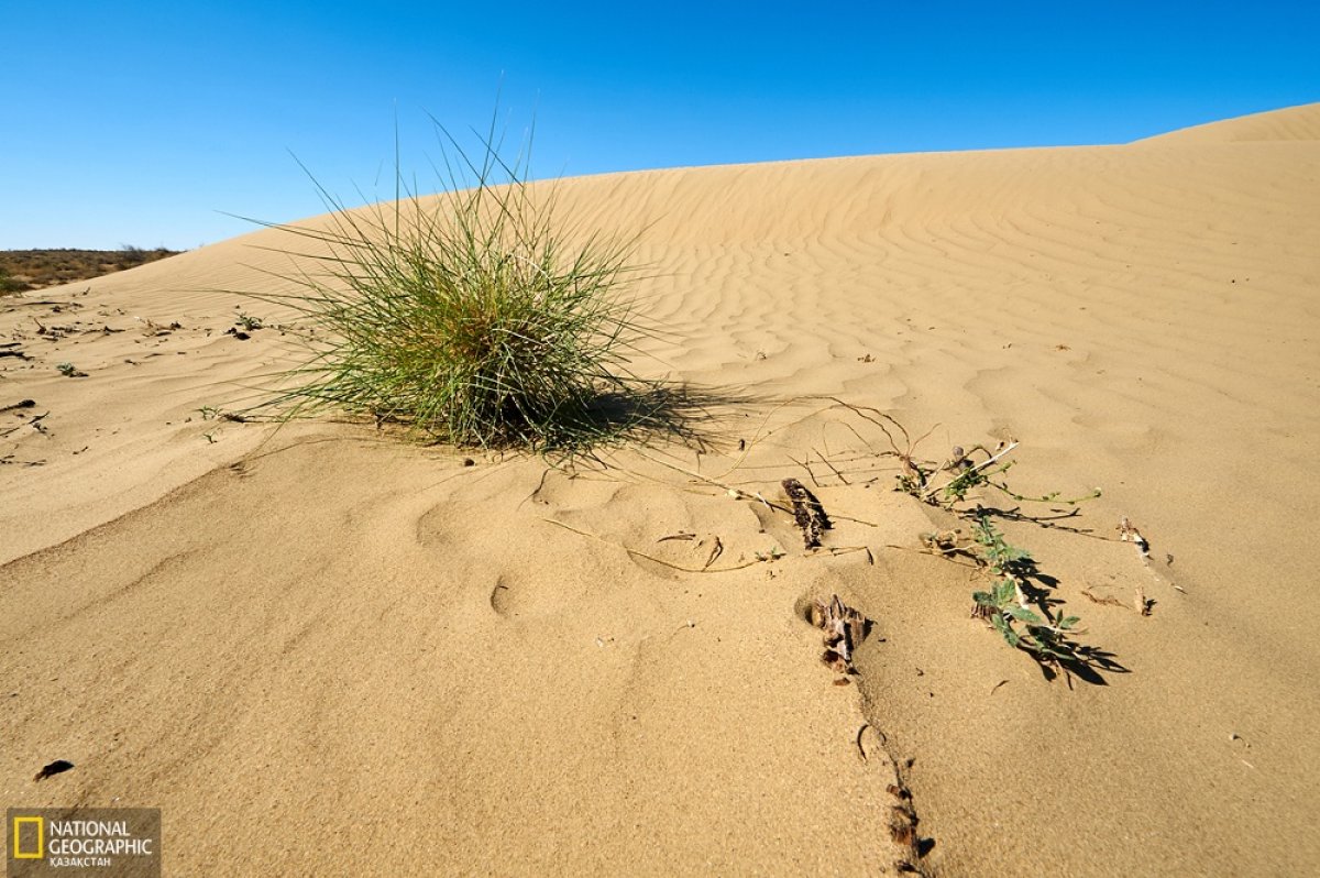 фото: nationalgeographic.kz