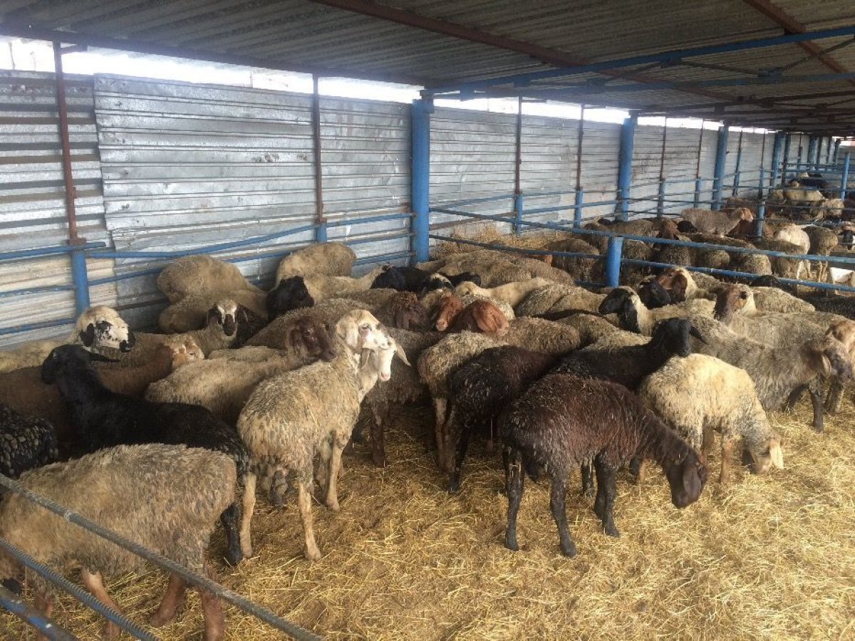 фото: etmai.kz