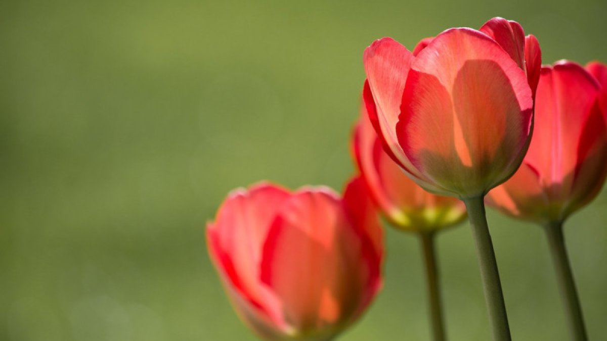 Фото: pixabay.com