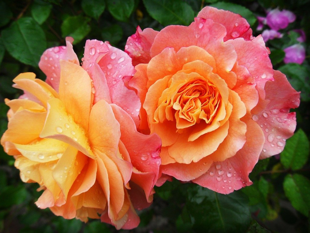 Фото: pixabay.com