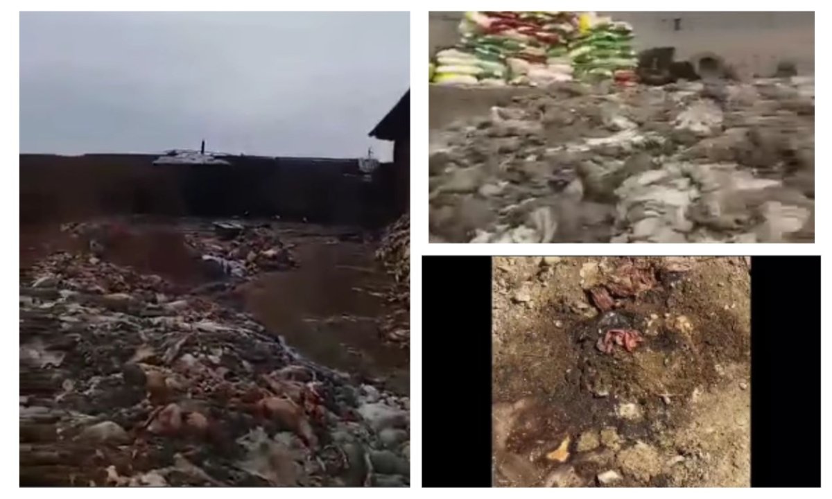 фото: видеодан скриншот