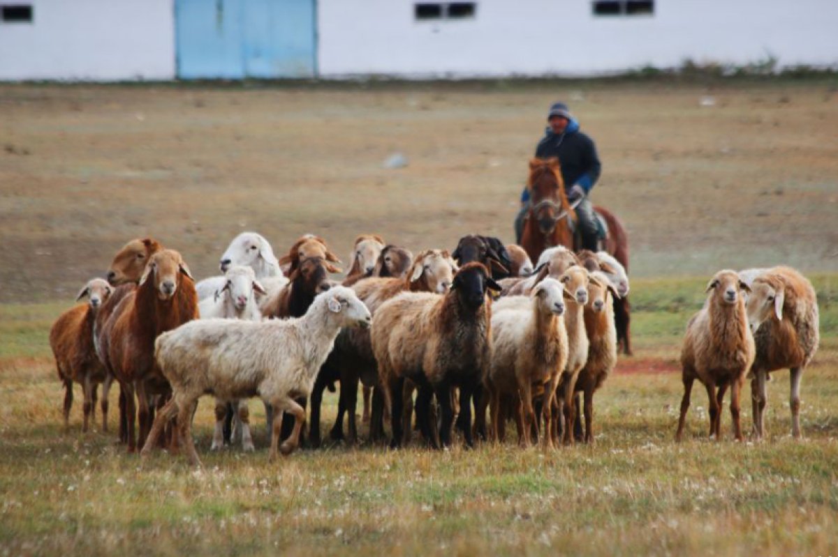 фото: zhambylatameken.kz