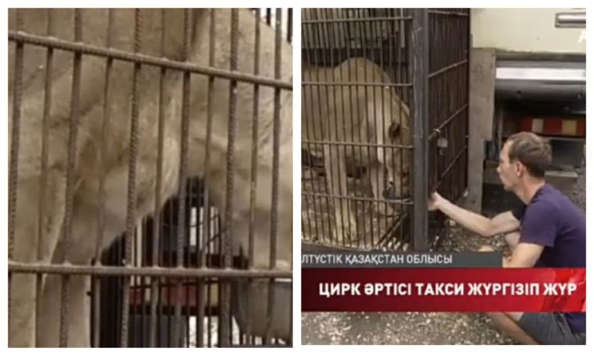 фото: видеодан скриншот