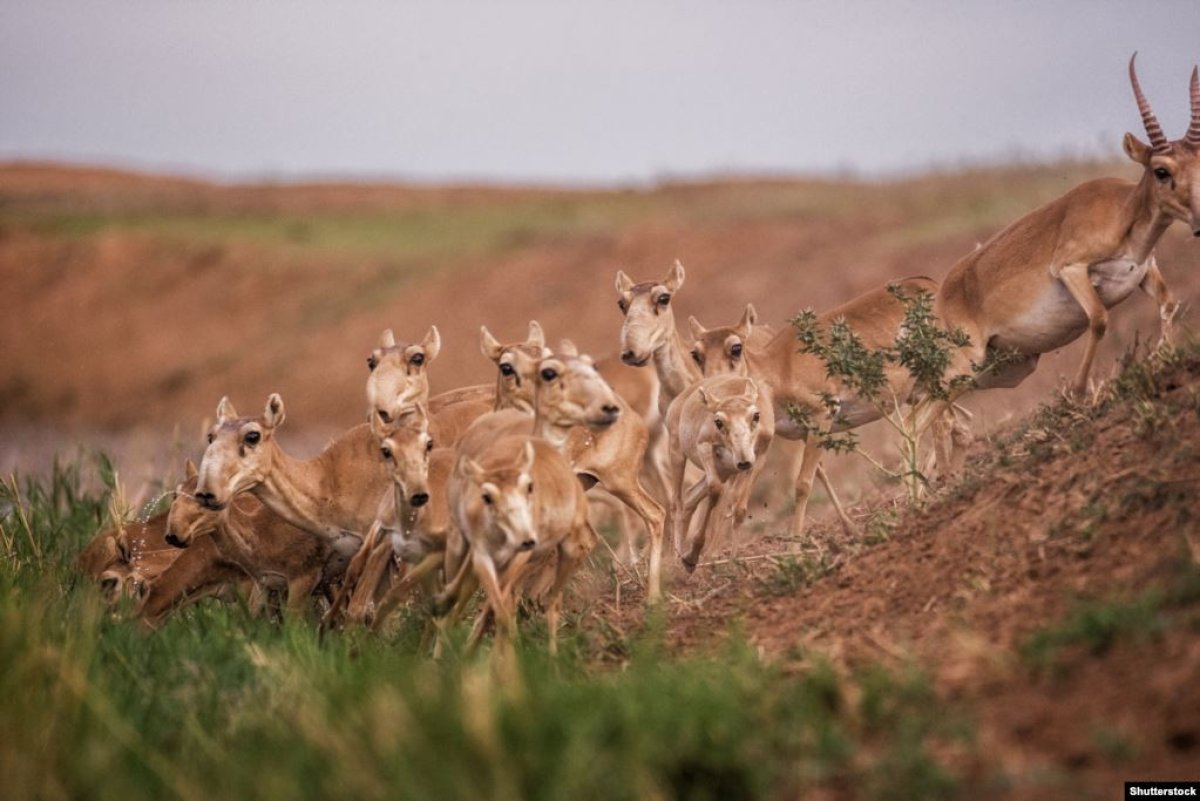 Фото: Shutterstock