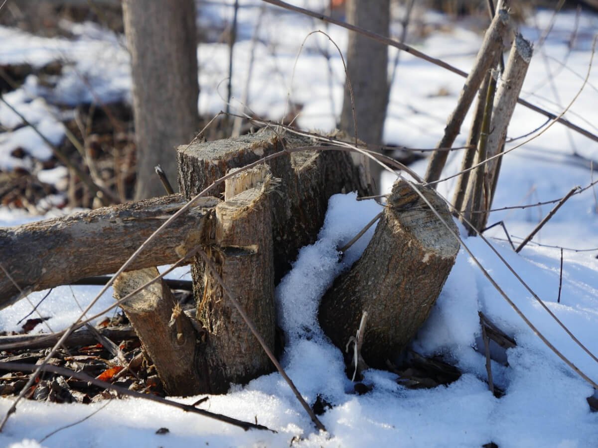 фото: azattyq-ruhy.kz