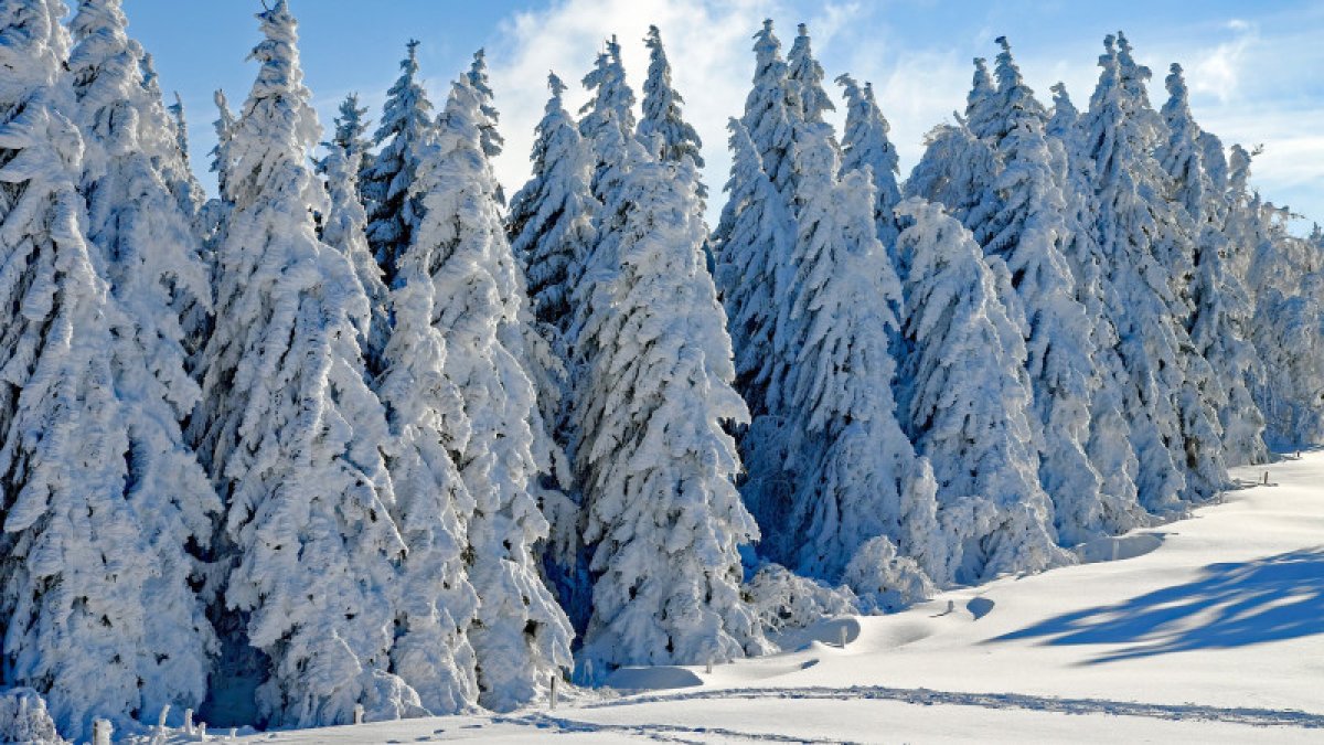 Фото: pixabay.com