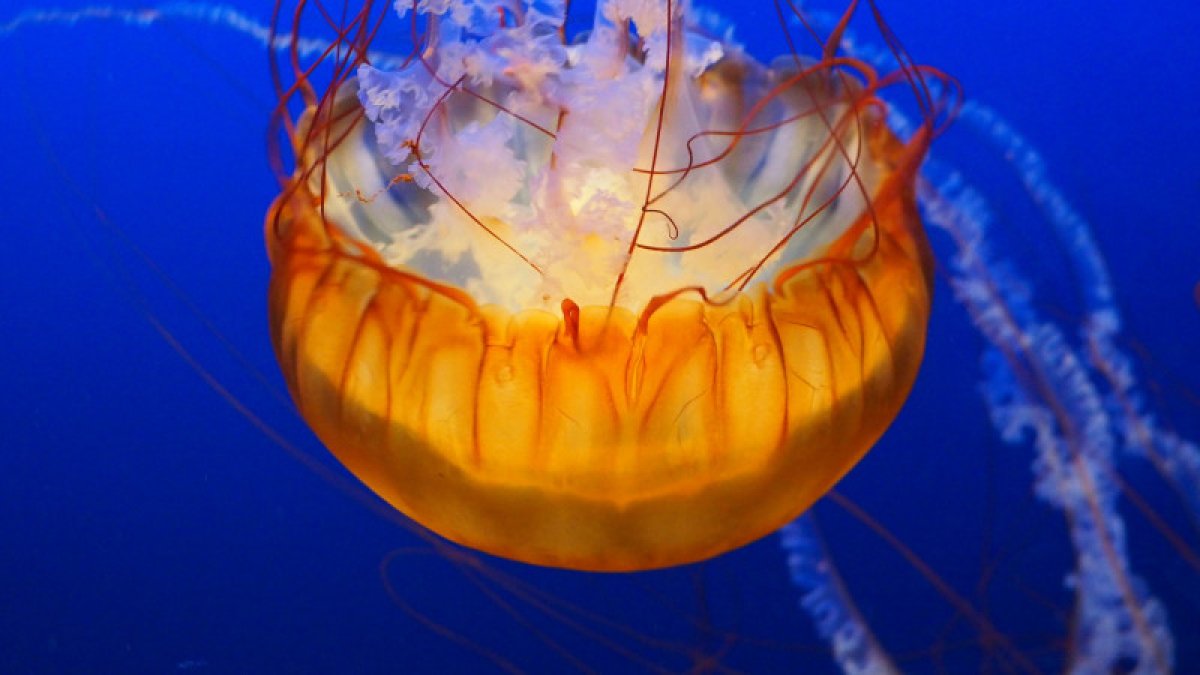 фото: pixabay.com