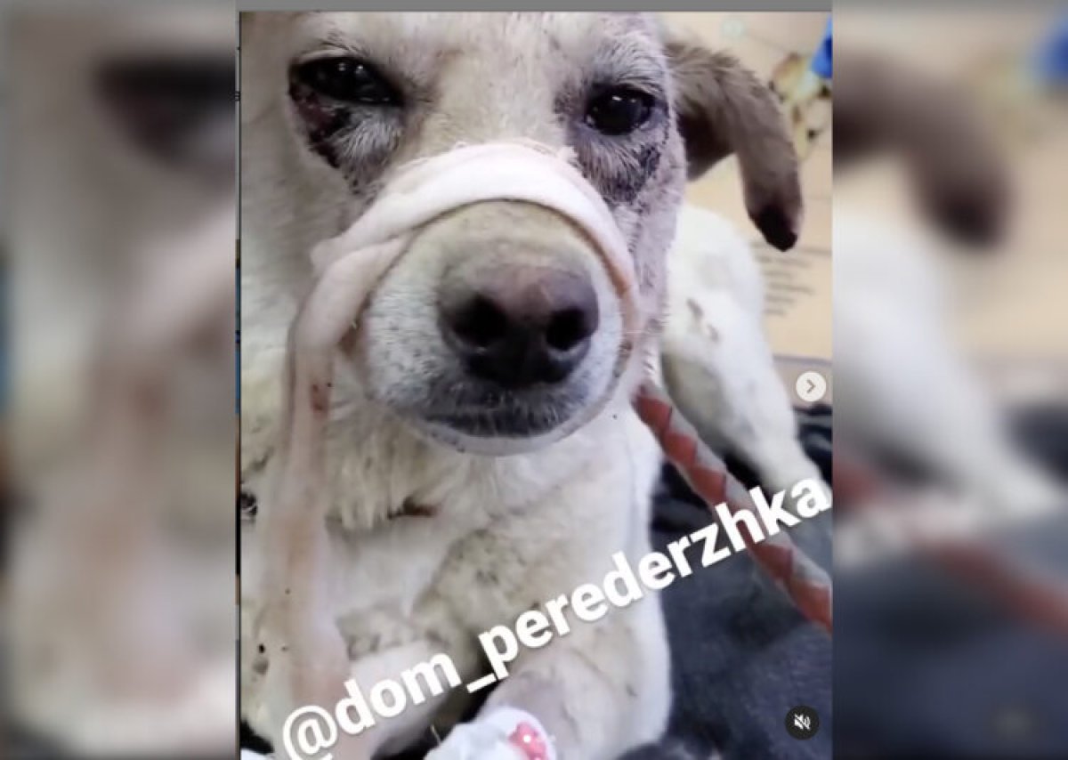 Фото: @chip_and_dail_animalhelp