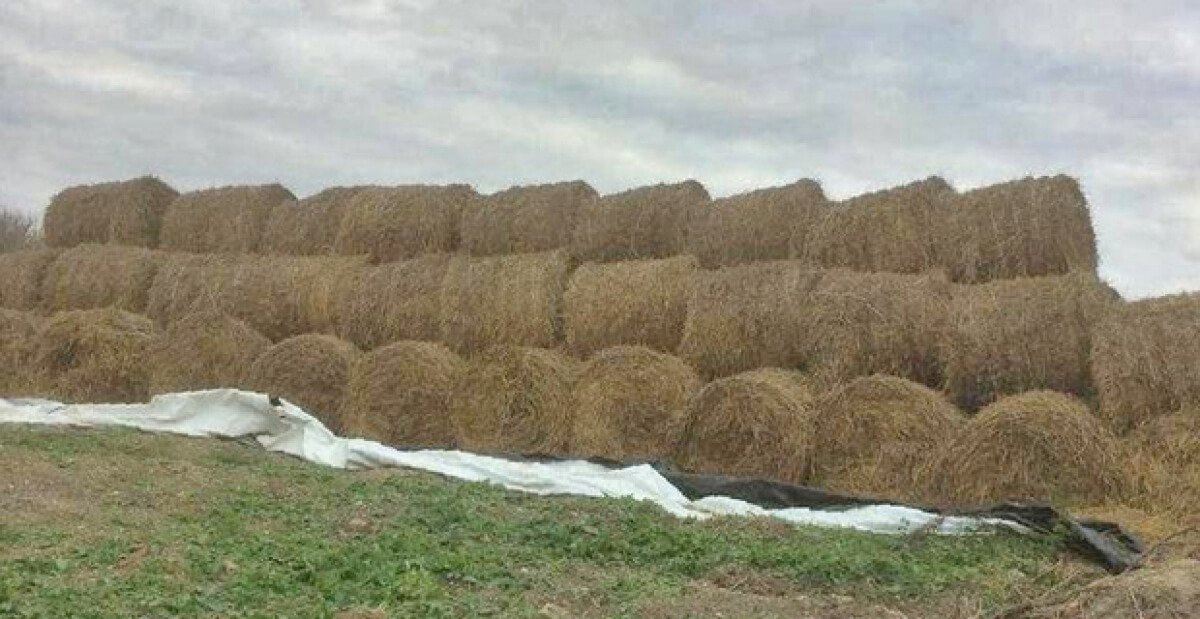 Фото: ашық дерекөз