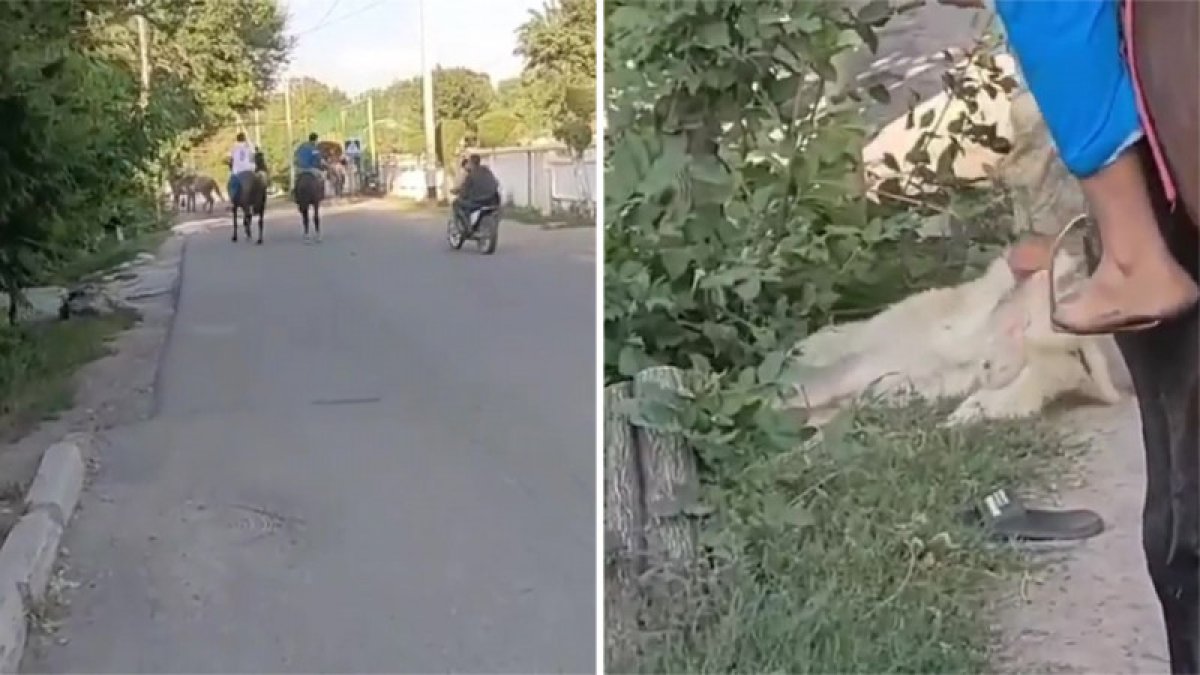 Фото: ашық дерекөз