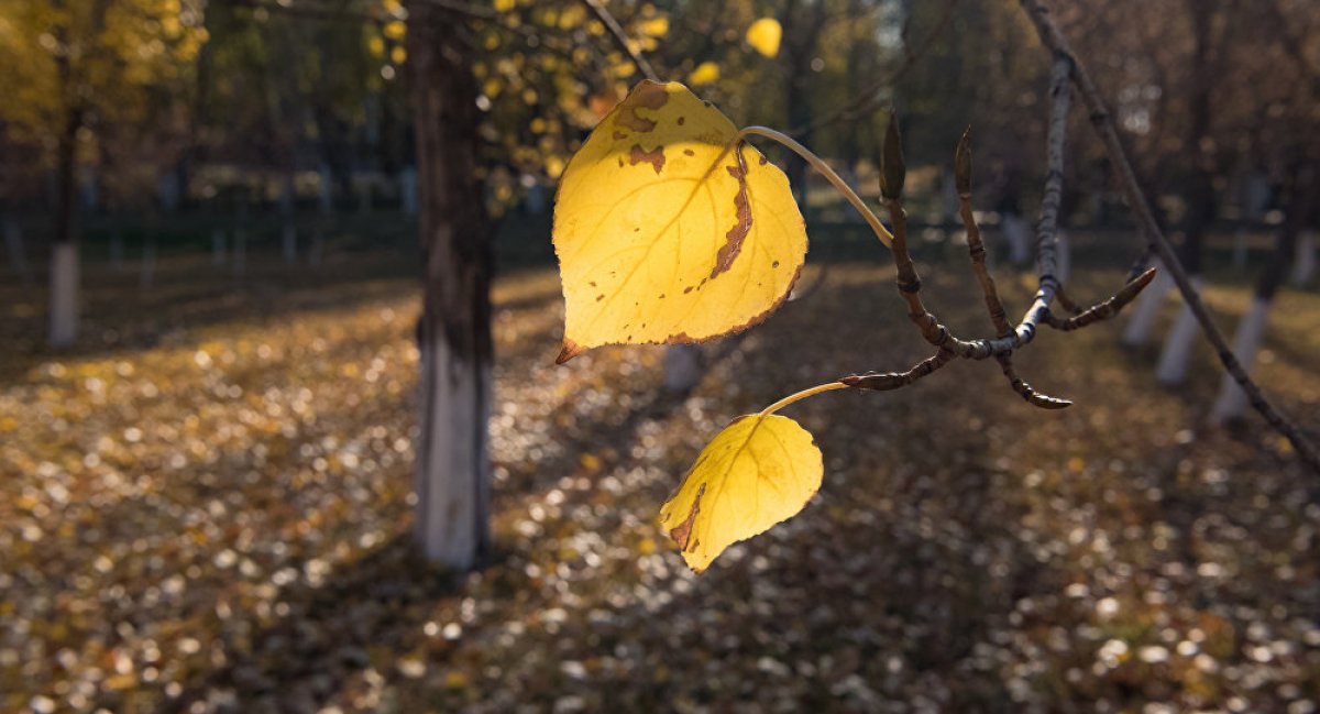Фото: ашық дереккөзі