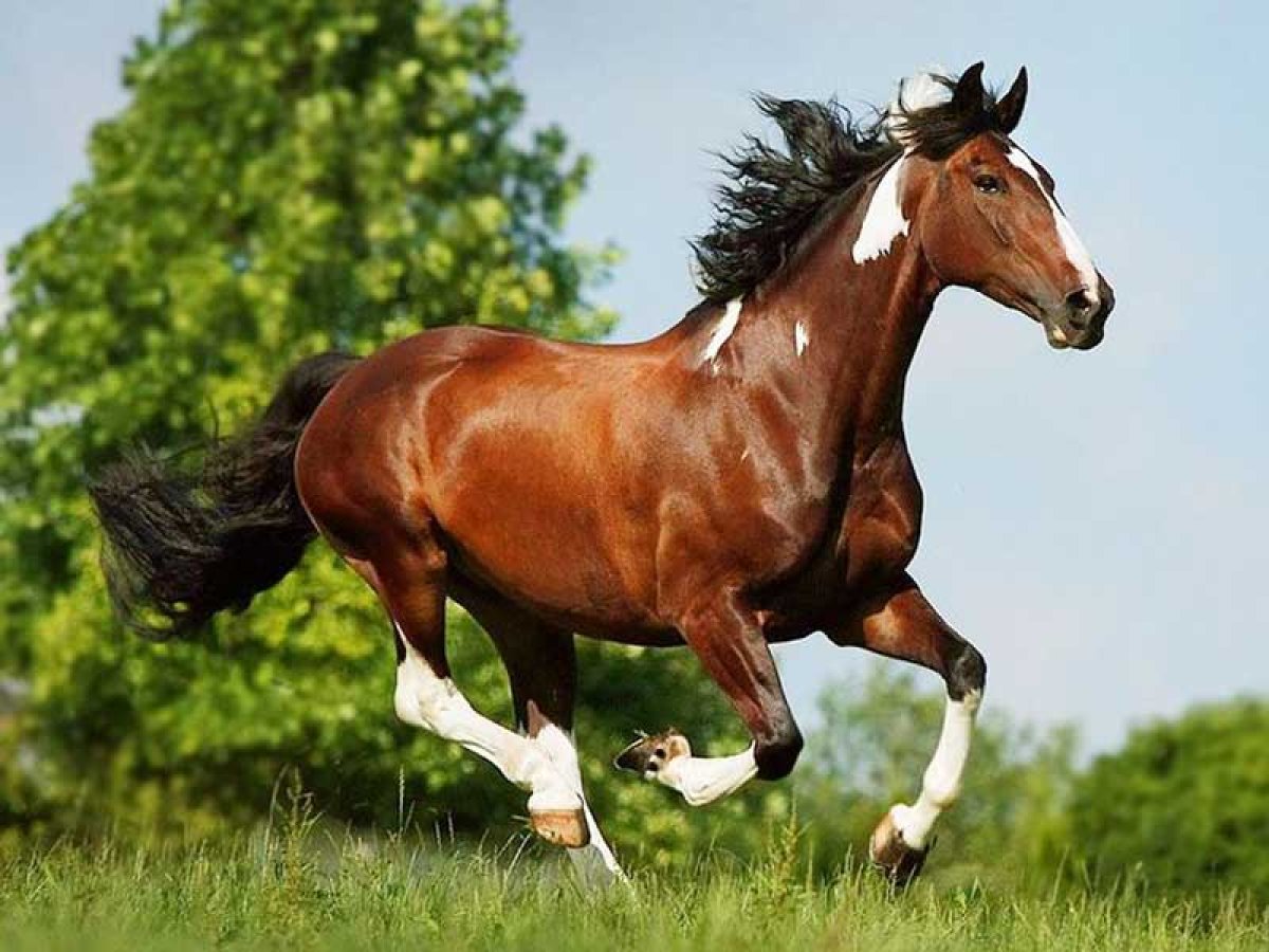 Фото: ашық дерекөз