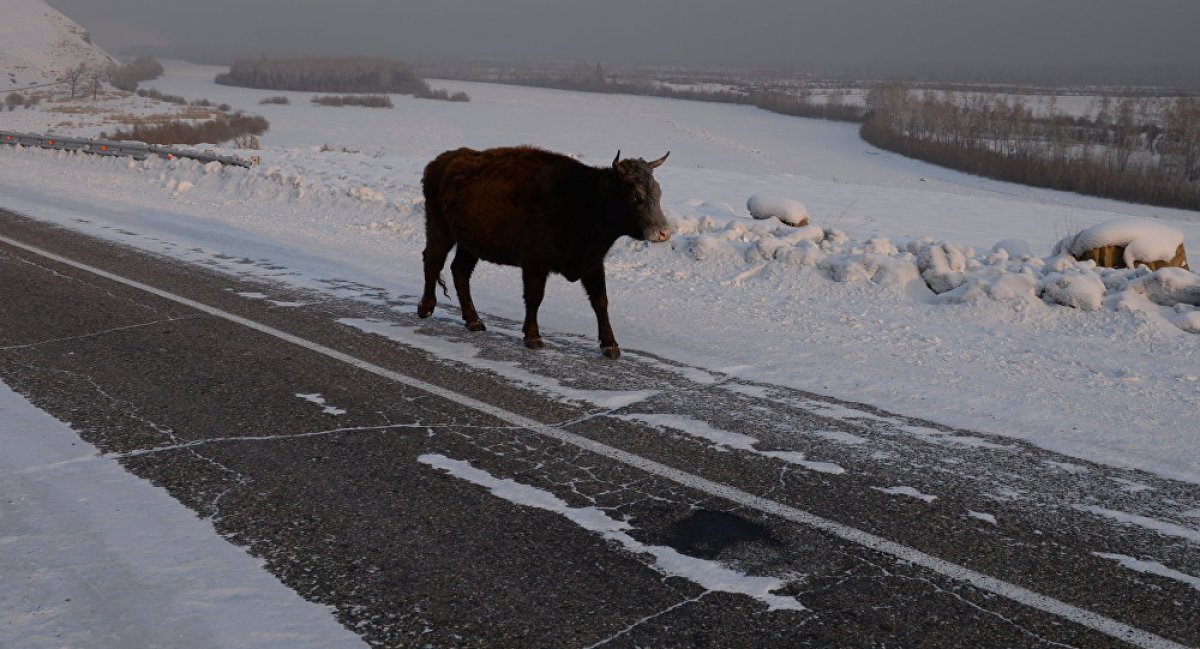 Фото: ашық дереккөз