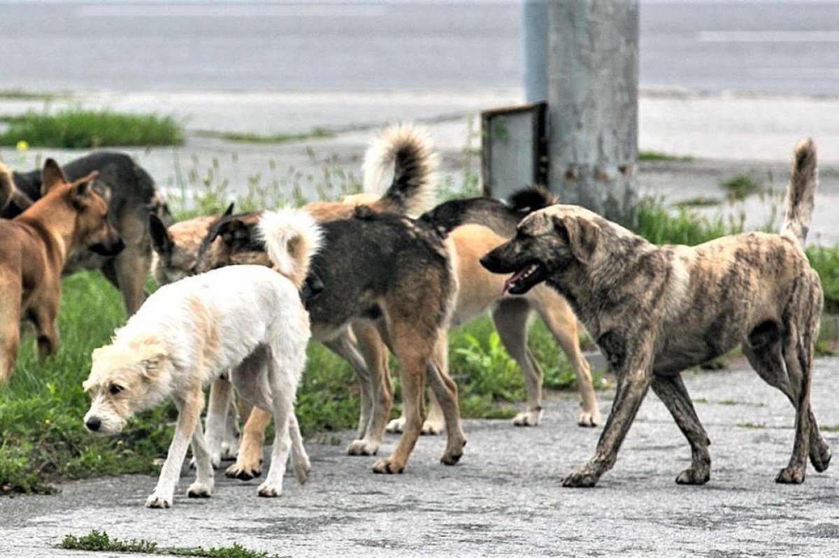 Фото: ашық дереккөз