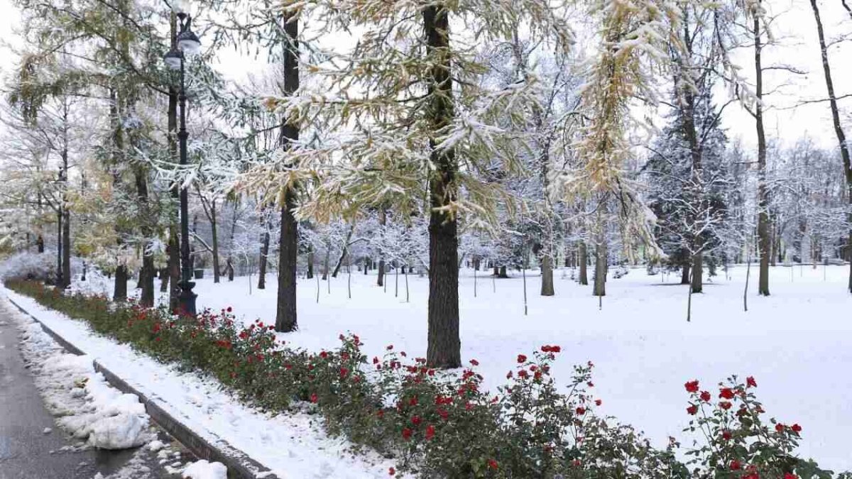 Фото: ашық дереккөз