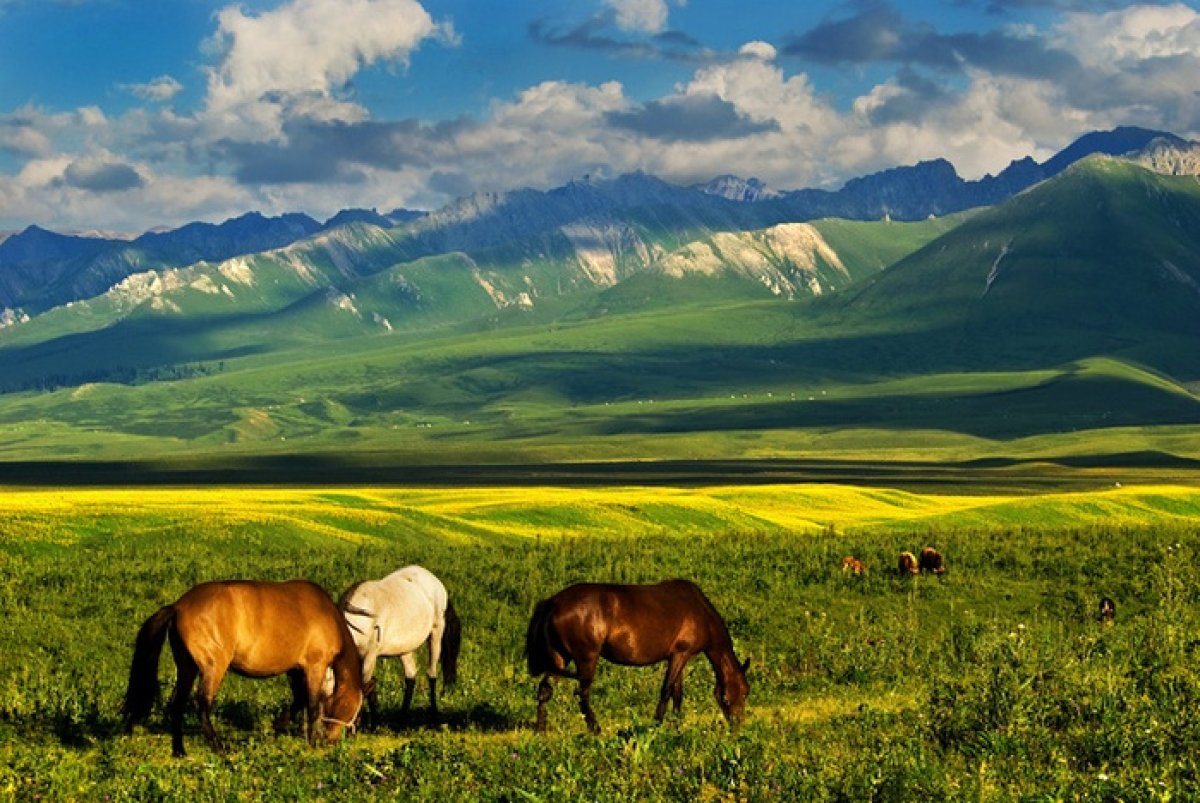 Фото: ашық дереккөз