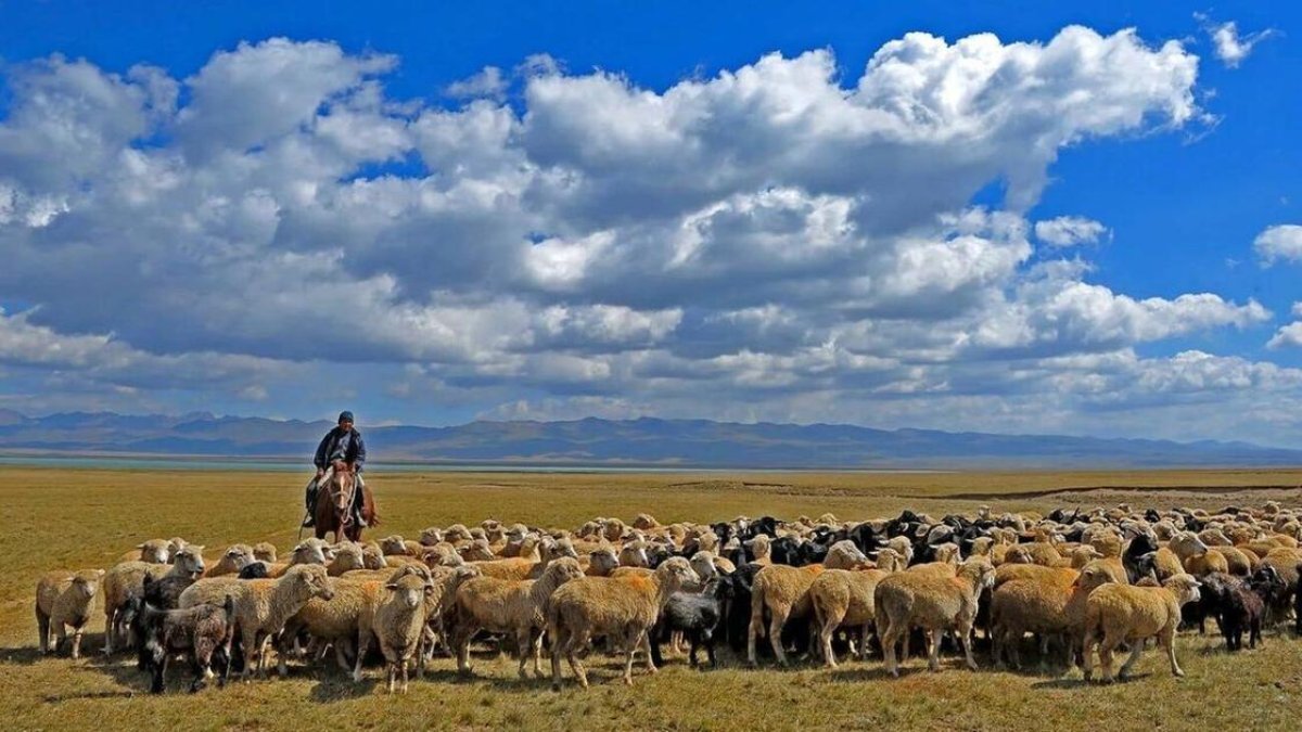 Фото: ашық дереккөз