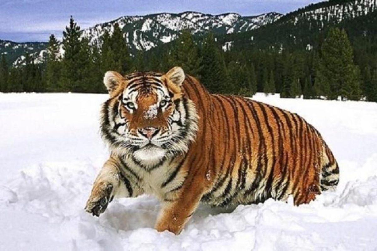 Фото: autogear.ru