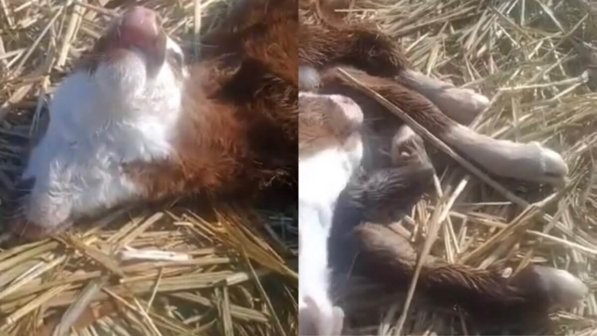 Фото: Желідегі видеодан скриншот