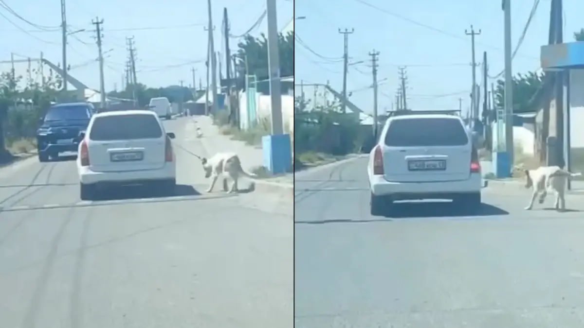 Фото: видеодан скриншот