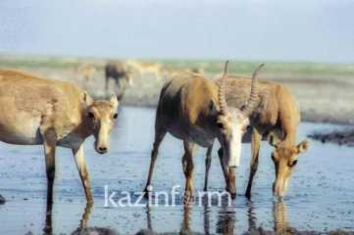 фото: inform.kz
