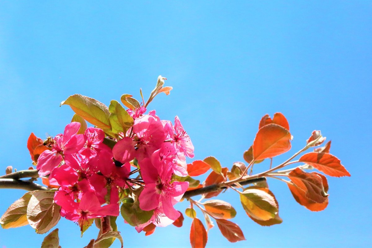 Фото: pixabay